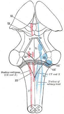 Cranial nuclei